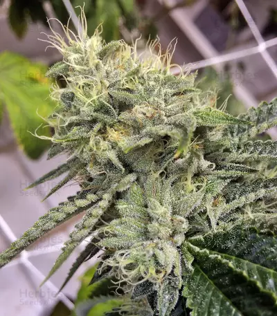 Ewe-2 feminized seeds