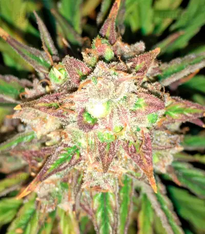 Fruit Punch Auto (Heavyweight Seeds)