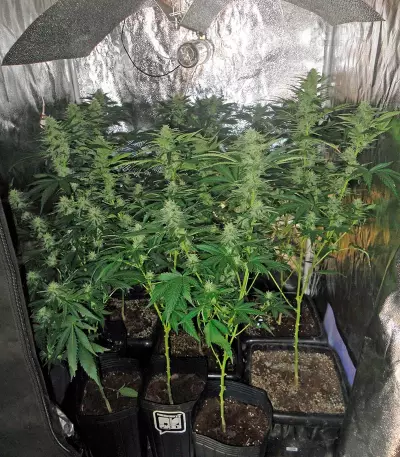 Industrial Plant (Dinafem Seeds)