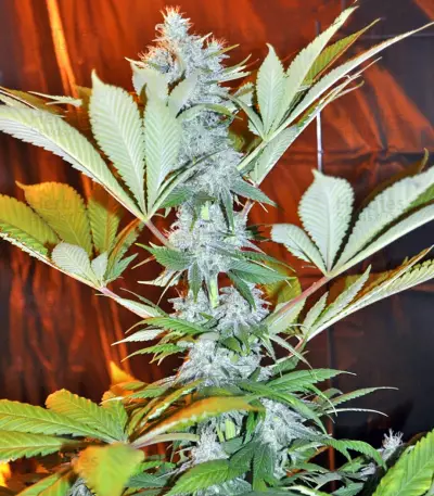 La Blanca Seeds