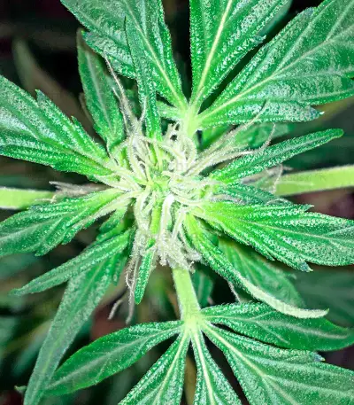 Moby Dick Autoflowering feminized seeds