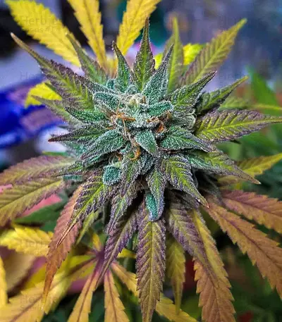 Northern Lights x Big Bud Ryder Seeds