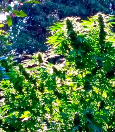 Serious 6 regular seeds