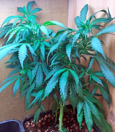 Graines de cannabis White Domina (Kannabia Seeds)