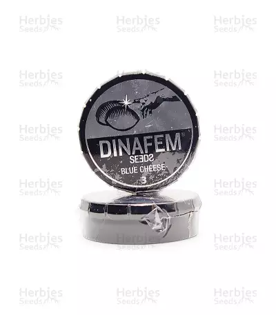 Graines de cannabis Blue Cheese (Dinafem Seeds)