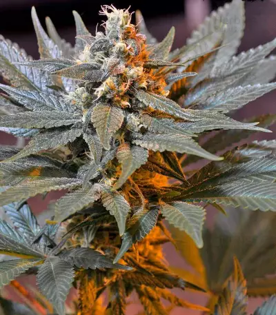 Cream Caramel F1 Fast Version Seeds