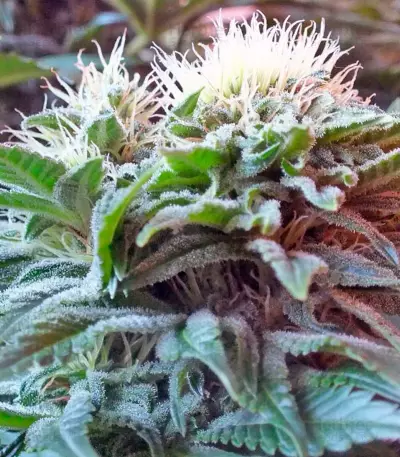 Ladyburn 1974 Seeds