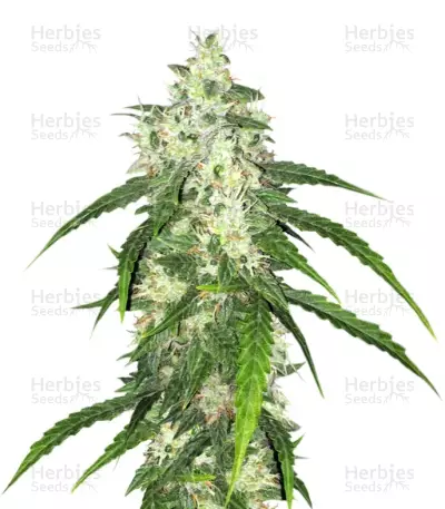 Swiss Cheese Automatic feminized seeds