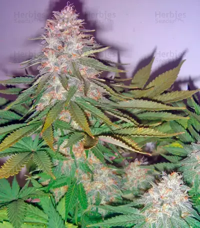 Pato #1 (Kannabia Seeds)
