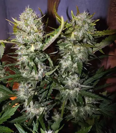 Semillas feminizadas Pineapple Express Auto