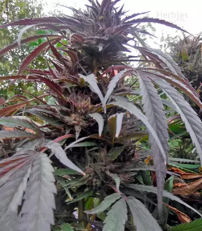 Semi femminizzati Purple Afghan Kush