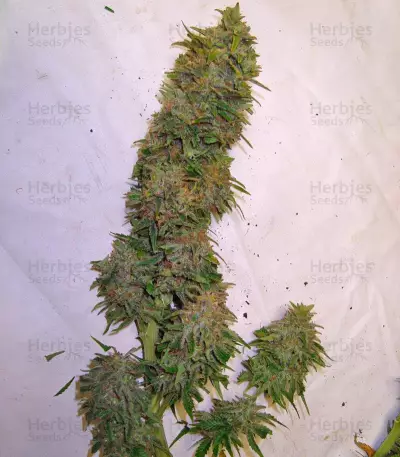 Afrodite cannabis strain