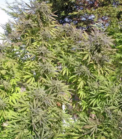 Biddy Early Seeds