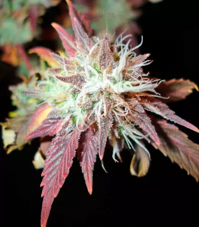 Bubba Kush 2.0 Seeds