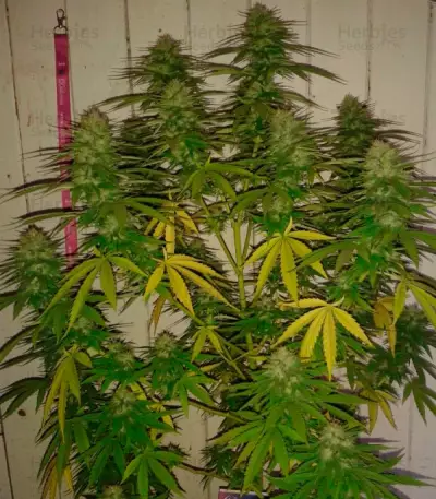 Cotton Candy Kush feminized seeds