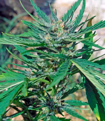 Cheese XXL Autoflowering (Dinafem Seeds)