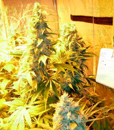 Chronic Haze Seeds
