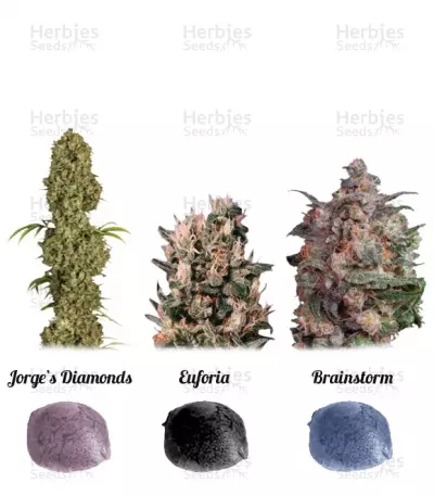 Buy Colour Mix 5 feminized seeds