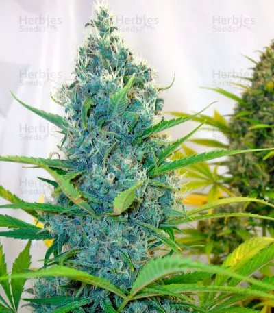 Exile feminized seeds