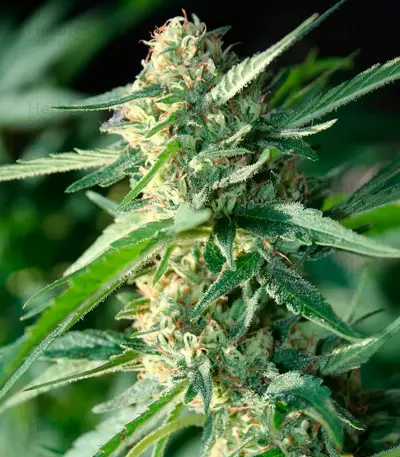 Graines de cannabis Jamaican Dream (Eva Seeds)
