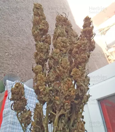 Semi femminizzati di Lemon Kush (Semi femminili)