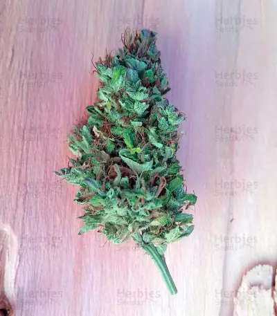 OG Kush Auto (Humboldt Seeds Organization)