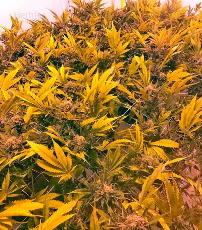 Pineapple Skunk Seeds