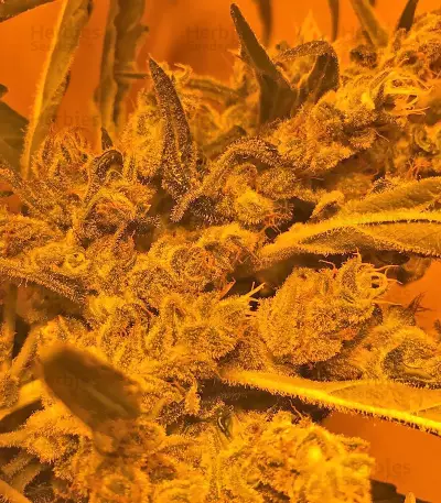 SexBud feminized seeds