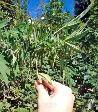 Semillas feminizadas Trainwreck