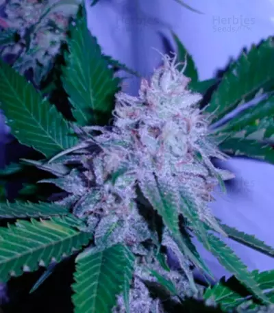 White Berry (VIP Seeds)