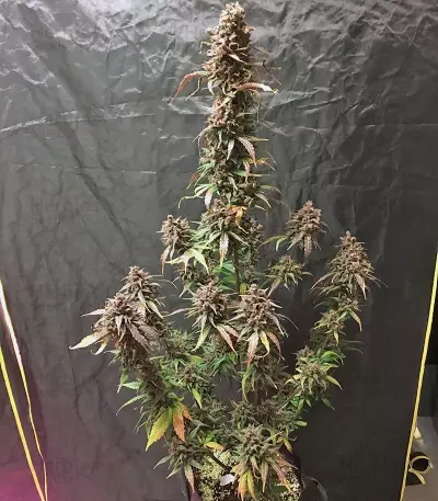 Graines de cannabis Dark Devil Auto (Sweet Seeds)