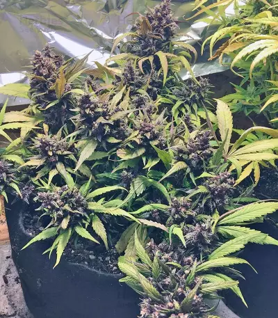 Graines de cannabis Red Poison Auto (Sweet Seeds)