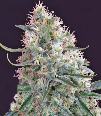 Sin Tra Bajo Auto fem Auto Seeds