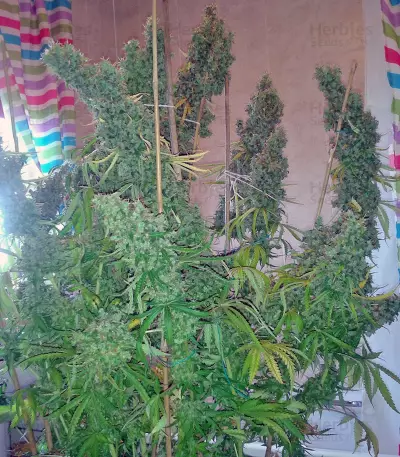 Skunk #11 Seeds