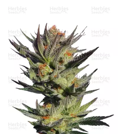 Graines de cannabis Gypsy Kush (Kannabia Seeds)