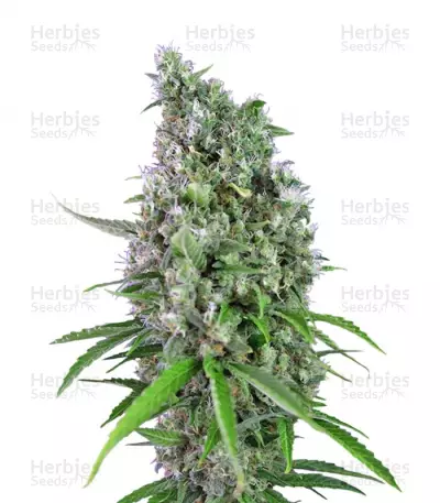 Buy Sweet Trainwreck Auto feminized seeds