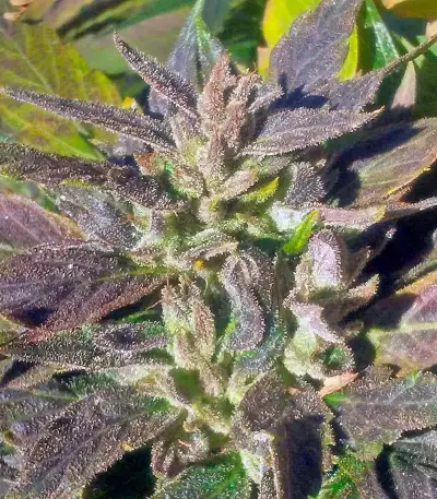 OG Kush feminized seeds (Dinafem Seeds)