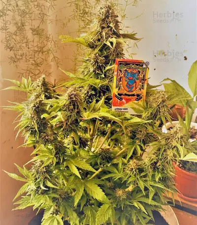 Sweet Special Auto feminized seeds