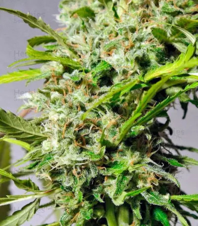 Sweet Tai (Sweet Seeds)