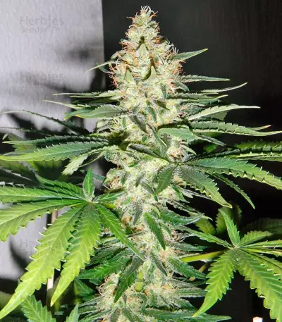 Utopia Haze feminized seeds