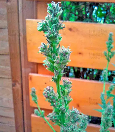 White Russian #1 Auto (Serious Seeds)