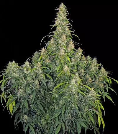 CBD-Chronic feminized seeds