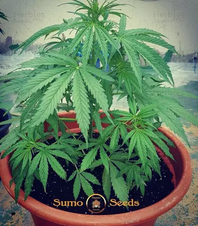 Cali Gangsta Kush Seeds