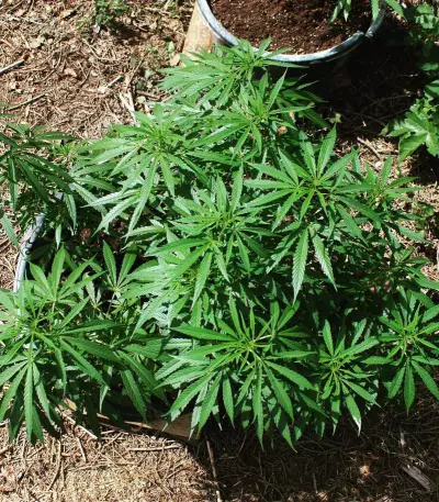 Cheese feminized seeds (Vision Seeds)