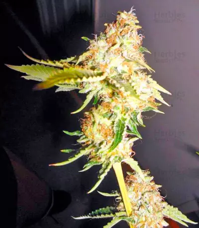 Dinachem feminized seeds