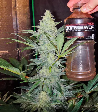 Eldorado feminized seeds