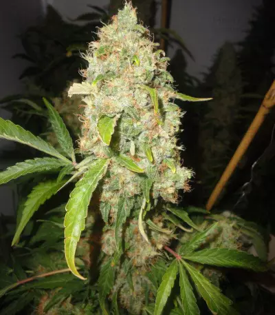 Jack Herer feminized seeds (Vision Seeds)