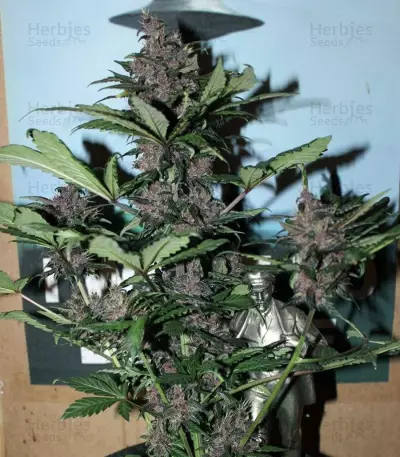 Graines féminisées de LSD-25 Auto (Fast Buds)