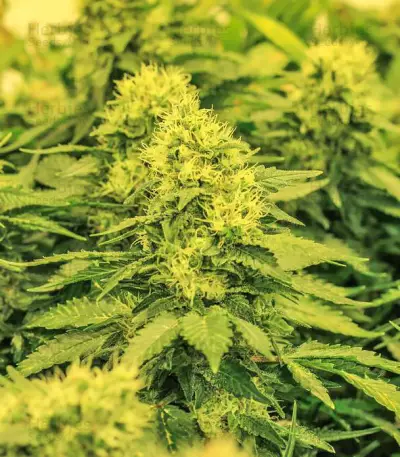La Blanca Gold feminized seeds