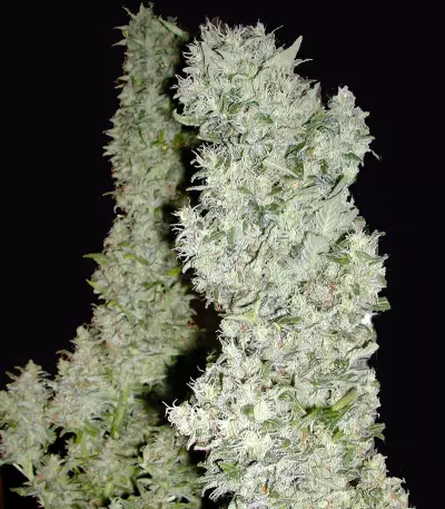 Monster Seeds